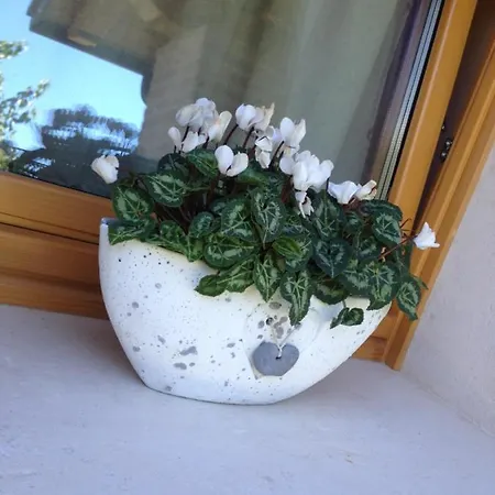 Gai De Sora Bio Charming Miane