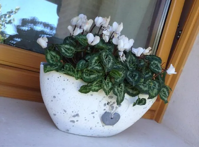 Gai De Sora Bio Charming Miane